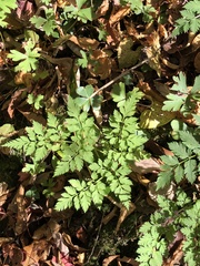 Bidens bipinnata