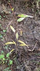Passiflora tetrandra