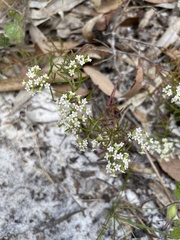 Platysace ericoides