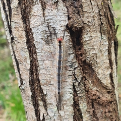 Lymantriinae