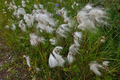 Eriophorum