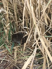 Microtus pennsylvanicus