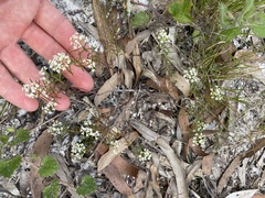 Platysace ericoides