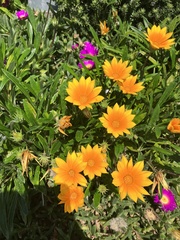 Gazania rigens