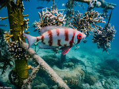 Priacanthus hamrur