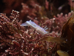 Goniobranchus thompsoni