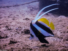 Heniochus acuminatus