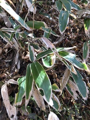 Pseudosasa japonica