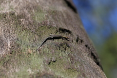 Cryptoblepharus