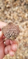 Quercus douglasii