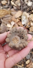 Quercus douglasii