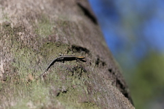Cryptoblepharus