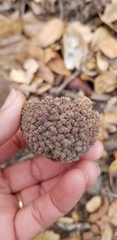 Quercus douglasii