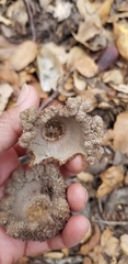 Quercus douglasii