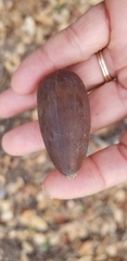 Quercus douglasii
