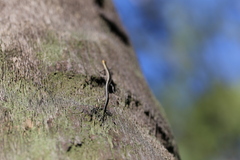 Cryptoblepharus