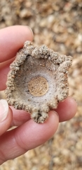 Quercus douglasii