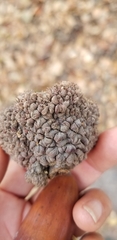 Quercus douglasii