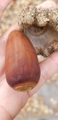 Quercus douglasii