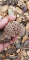 Quercus douglasii