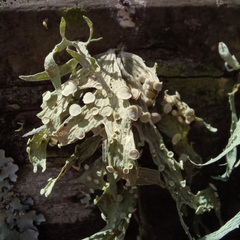 Ramalina celastri