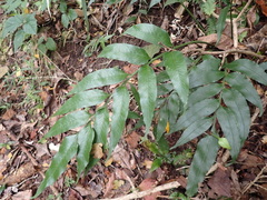 Asplenium gemmiferum