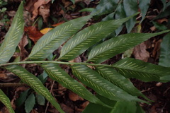 Asplenium gemmiferum