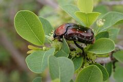 Clinteroides permutans