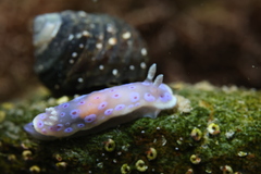 Goniobranchus thompsoni