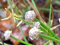 Eriocaulon