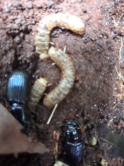 Aulacocyclus
