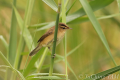 Acrocephalus bistrigiceps