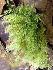 Pyrrhobryum paramattense