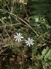 Stellaria pungens