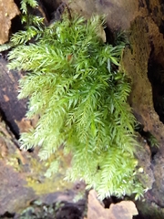 Pyrrhobryum paramattense