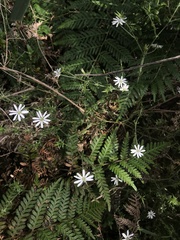Stellaria pungens
