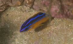 Mecaenichthys immaculatus