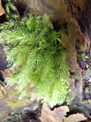 Pyrrhobryum paramattense