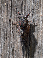 Atrapsalta encaustica