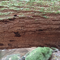 Oligonema verrucosum