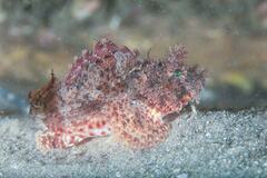 Scorpaena jacksoniensis