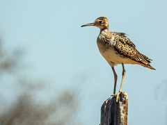 Bartramia longicauda