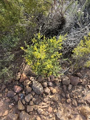 Aspalathus divaricata