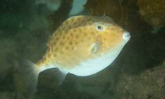 Anoplocapros inermis