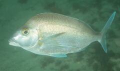 Nemadactylus douglasii