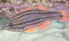 Ostorhinchus limenus