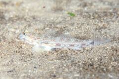 Istigobius hoesei
