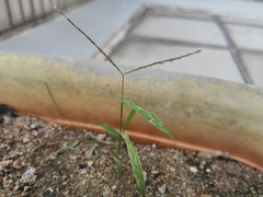 Digitaria radicosa