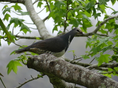 Leucosarcia melanoleuca