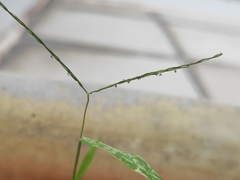 Digitaria radicosa